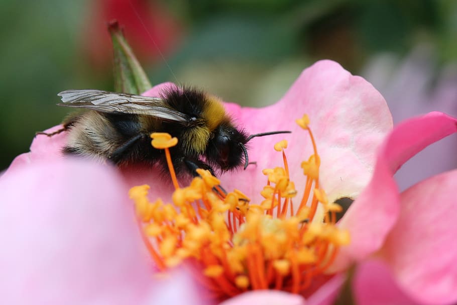 bourdon, insect, macro, nature, flower, flowering plant, animal themes HD wallpaper