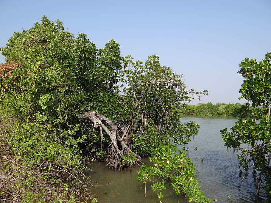mangroves, vegetation, estuary, backwaters, tidal ingress, brackish water HD wallpaper