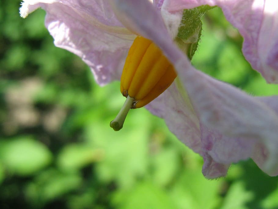 flower, potatoes, summer, nature, plant, close-up, leaf, flowering plant HD wallpaper