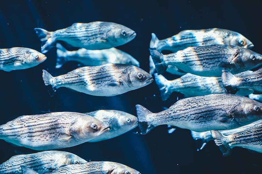 school of silver fish, gray school of fish, close up, photo, water HD wallpaper