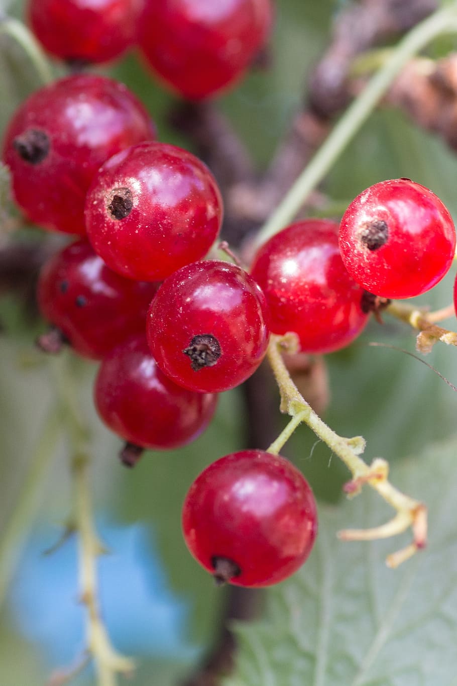 berries, currants, macro, garden, fruit, healthy eating, food and drink HD wallpaper