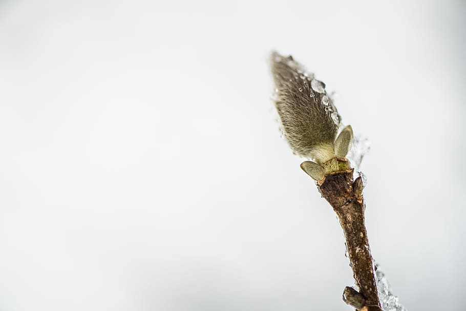 macro photography of green leaf, green plant, raindrops, flower HD wallpaper
