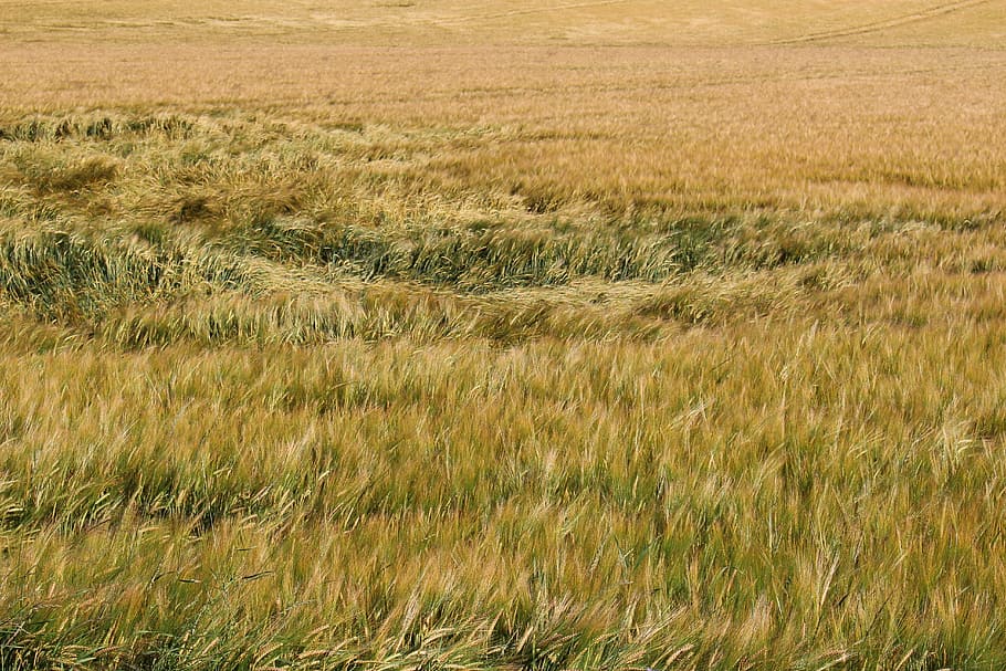 Barley, Field, Wind, Summer, eddy, agriculture, cereals, cereal plant HD wallpaper