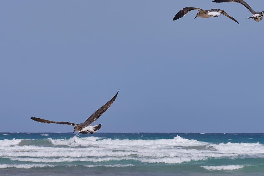 seagull, fly, beach, bird, animal world, nature, flying, animals in the wild HD wallpaper