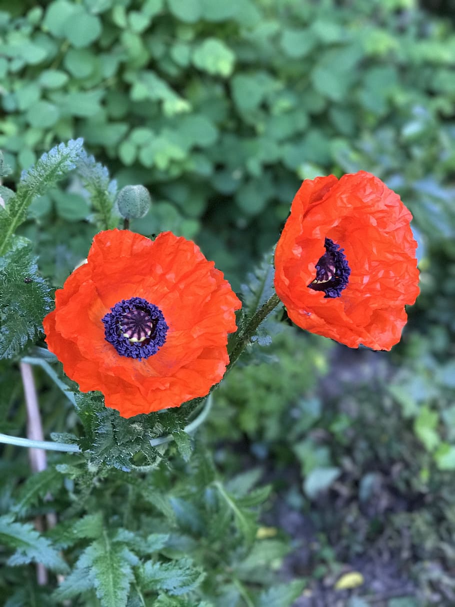 poppy, flower, plant, close-up, freshness, growth, flowering plant HD wallpaper