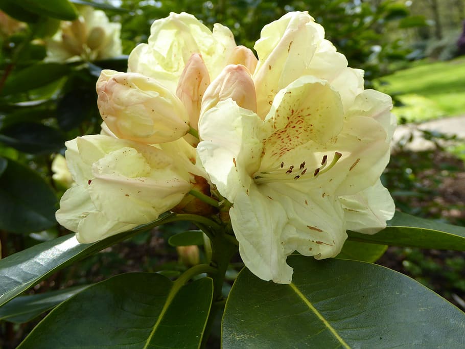 Rhododendron, Yellow, Spring, rhododendron bloomed, close, nature HD wallpaper