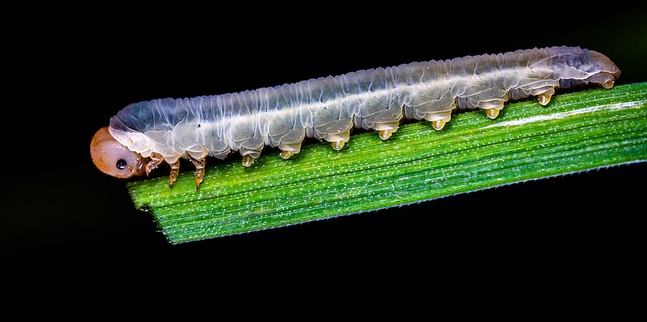 macro, insect, bespozvonochnoe, larva, the larva of a sawfly HD wallpaper