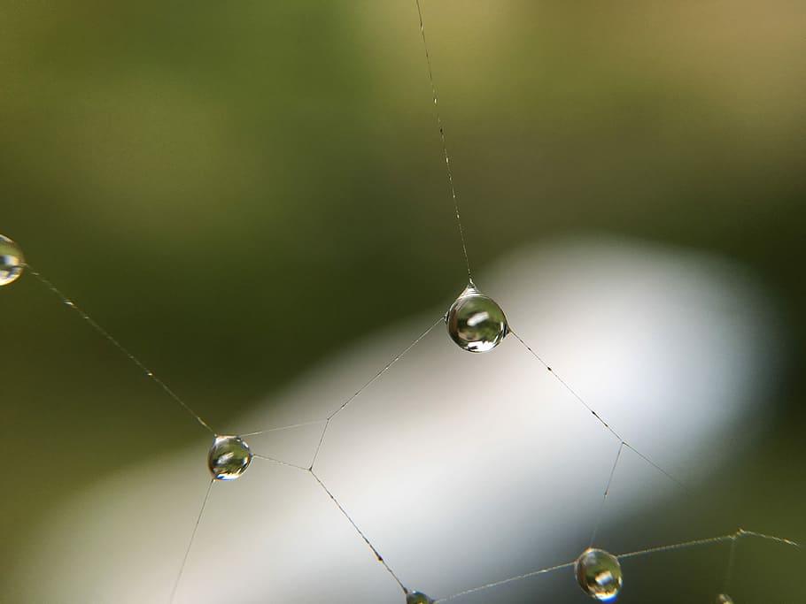 Cobweb, Water, Drip, Dewdrop, Macro, network, nature, beads HD wallpaper