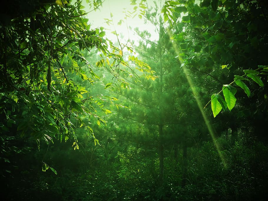 sunlight through trees, Green, Tree, Mountain, Healing, Leaf
