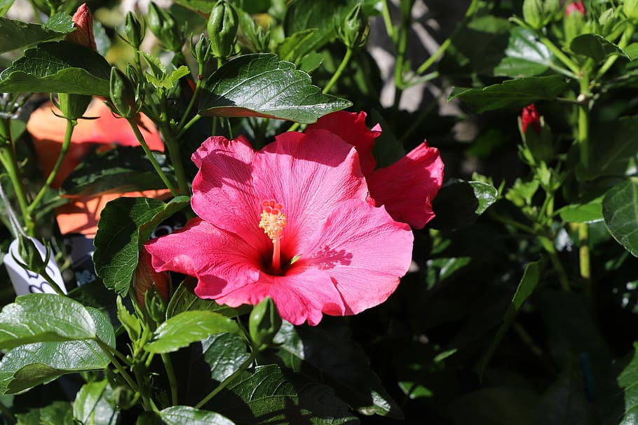 flower, plant, nature, leaf, garden, summer, flowering, petal HD wallpaper