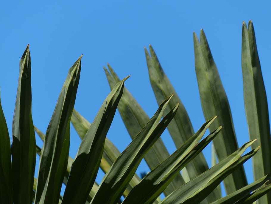 leaf fronds, green, canopy, pinnate, leaflets, plamenblaetter HD wallpaper
