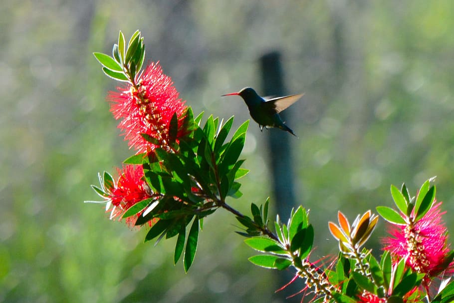 Ave, Bird, Flight, Hummingbird, Fast, animals, nature, one animal HD wallpaper