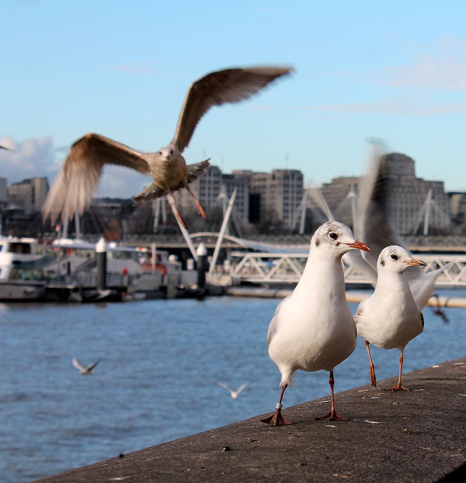 Bird, Flight, Ala, Thames, London, england, animal wildlife HD wallpaper