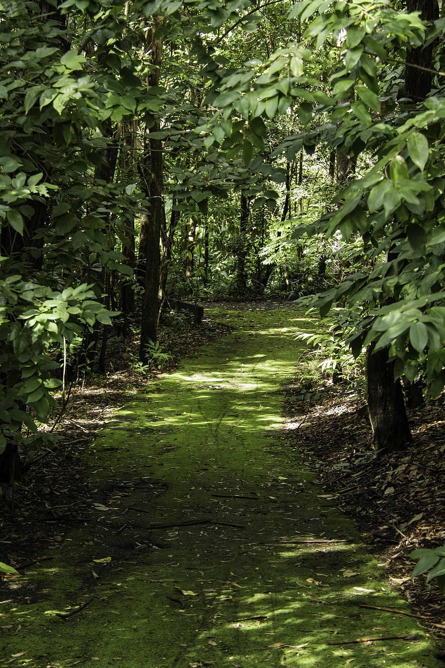 path, tree, forest, landscape, foliage, scenic, trail, nature HD wallpaper