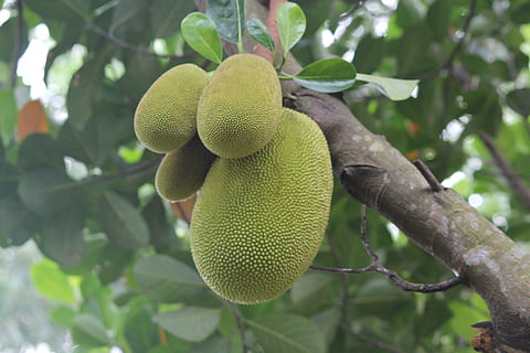 jackfruit, the jackfruit, beam jackfruit, plant, growth, tree HD wallpaper