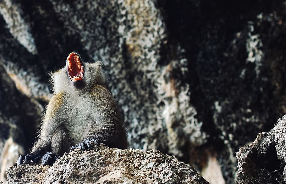 monkey near gray concrete wall during daytime, gray monkey screaming on gray rock, HD wallpaper