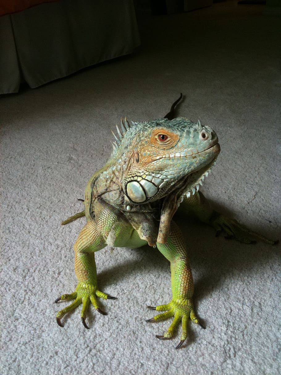 iguana, reptile, lizard, green, blue, scales, profile, face HD wallpaper