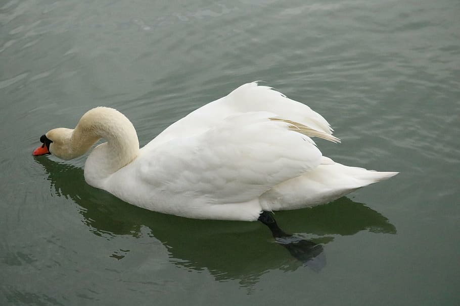 mute swan, lake, bird, water bird, white, plumage, bill, elegant, HD wallpaper
