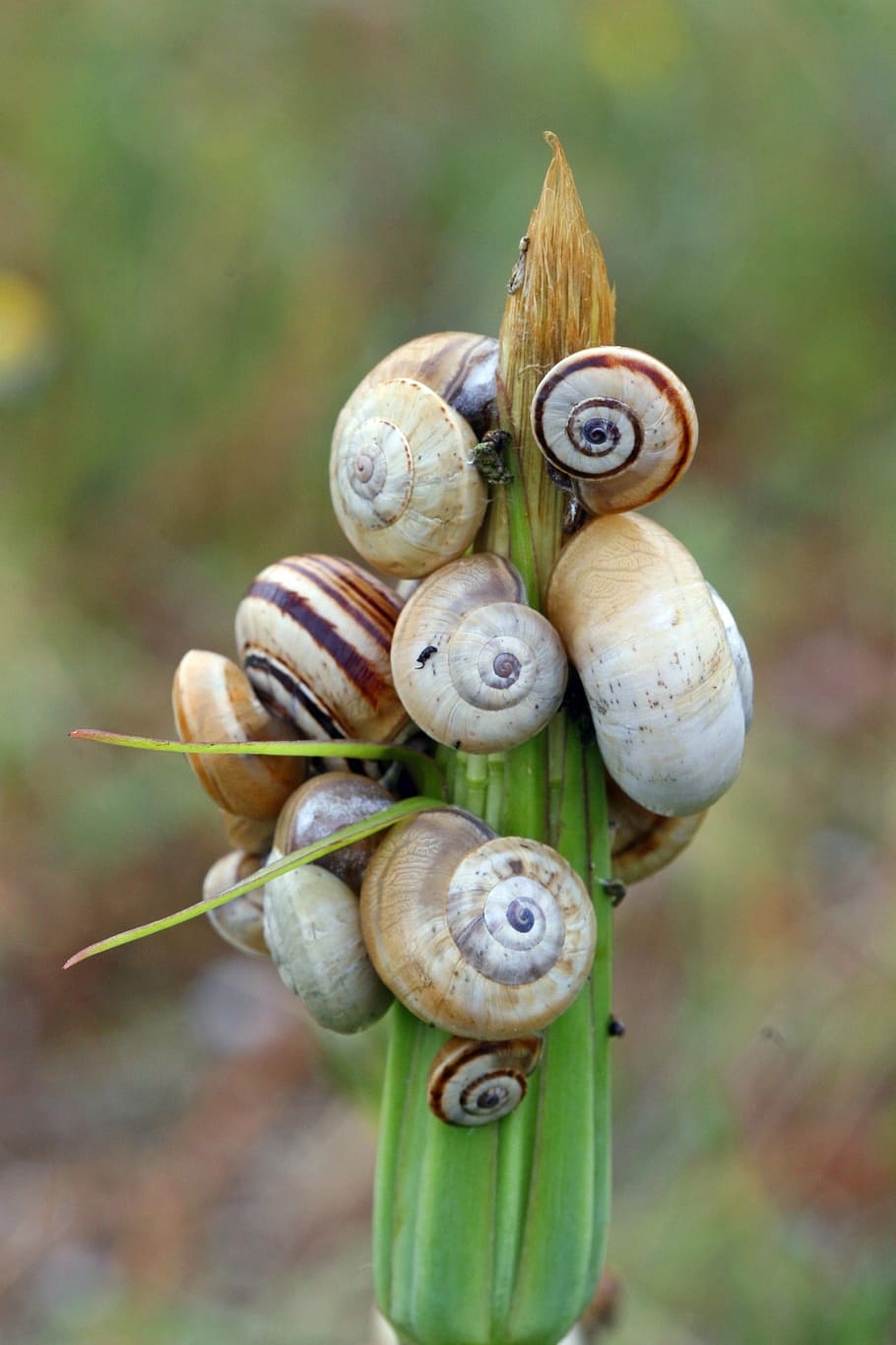 Field, Nature, cagarolettes, snail, animal shell, gastropod HD wallpaper
