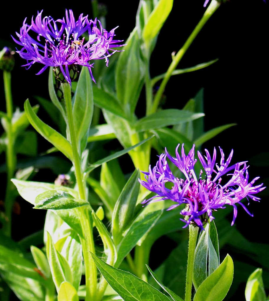 Bluets, Composites, Violet, Leaves, stems, purple, flower, plant, HD wallpaper