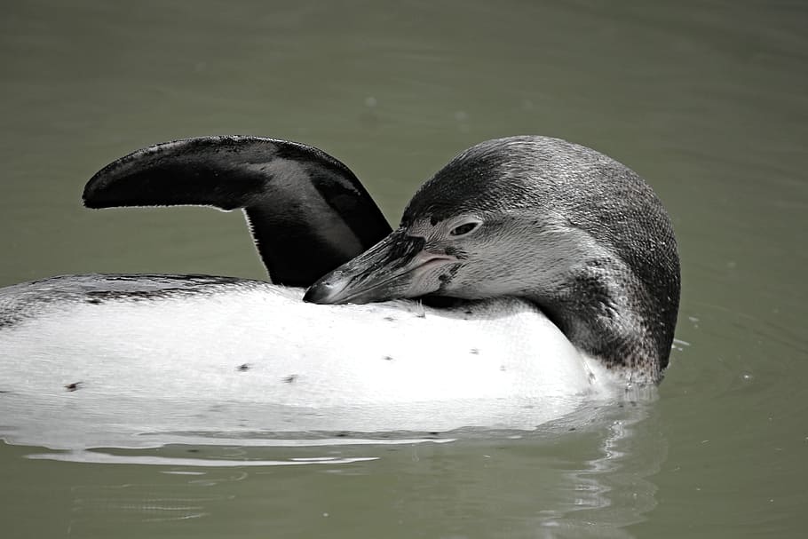 black and white penguin on body of water, swim, fin, backstroke HD wallpaper
