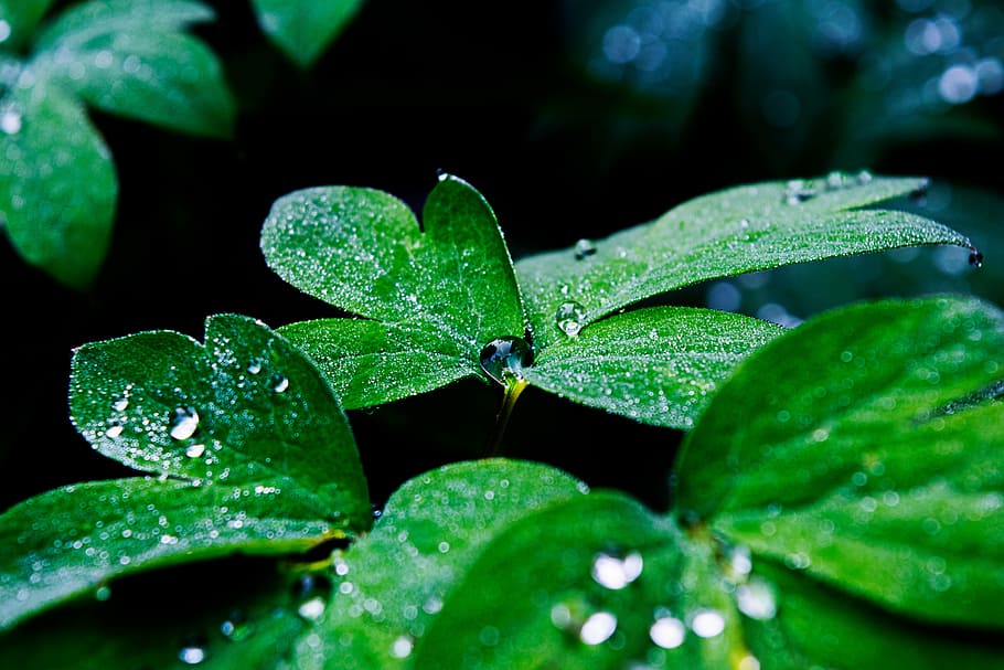 water, water drop, tropical, leaf, rain, plant part, green color HD wallpaper