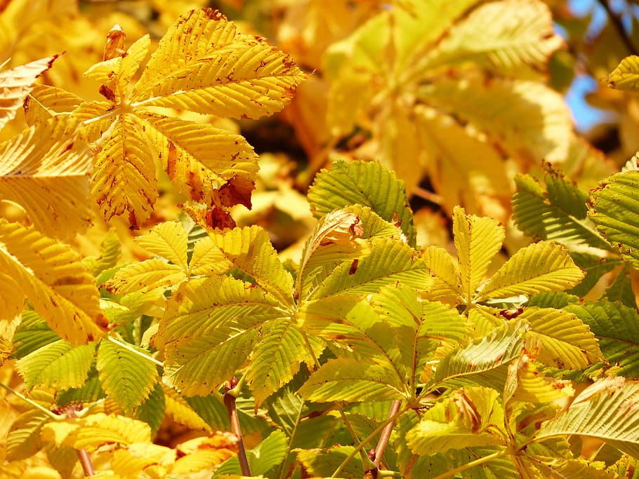 green and yellow leafed plants during daytime, fall leaves HD wallpaper