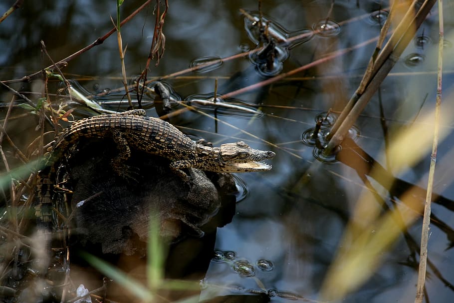 brown and black crocodila, crocodile, baby, wild, leaf, environment HD wallpaper