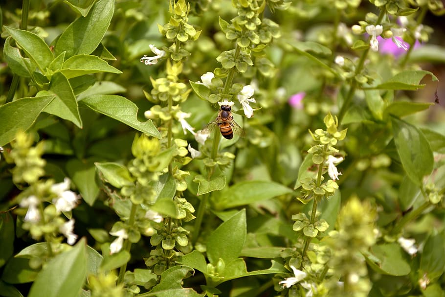 bee, nature, basil, macro, spring, garden, environment, beautiful