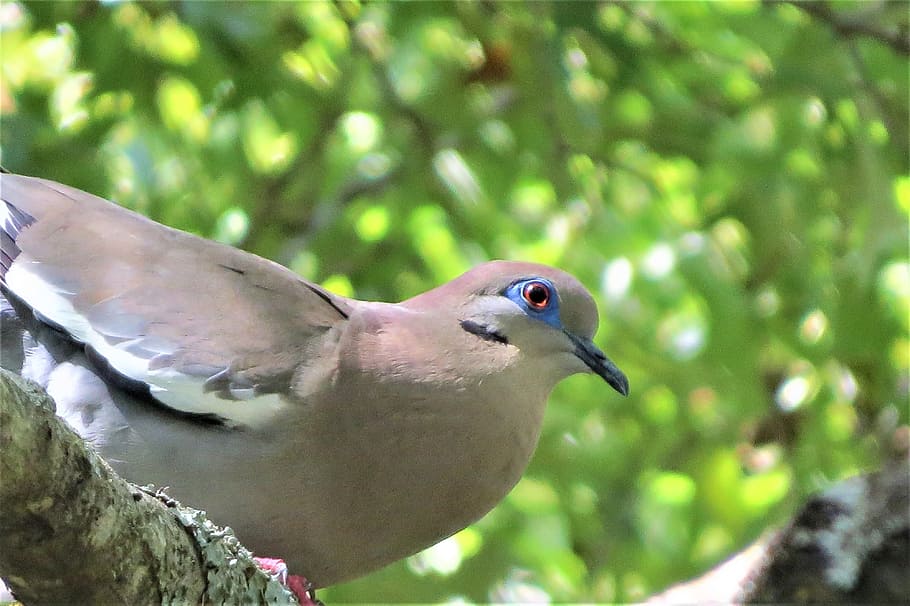 Dove, Bird, Wild, Tree, green, nature, animal, wildlife, outdoors HD wallpaper