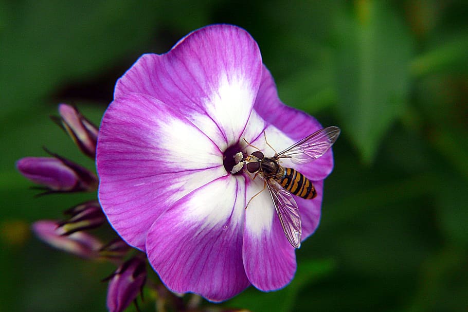 hoverfly, insect, macro, beauty in nature, flowering plant HD wallpaper