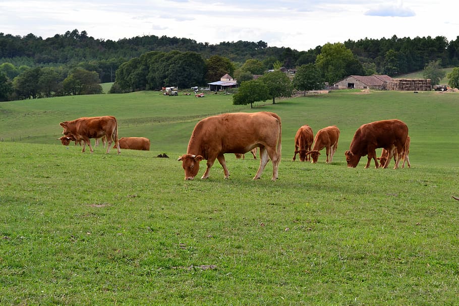 cow, browse, ruminating, herd, pasture, farm, brown cow, cattle HD wallpaper