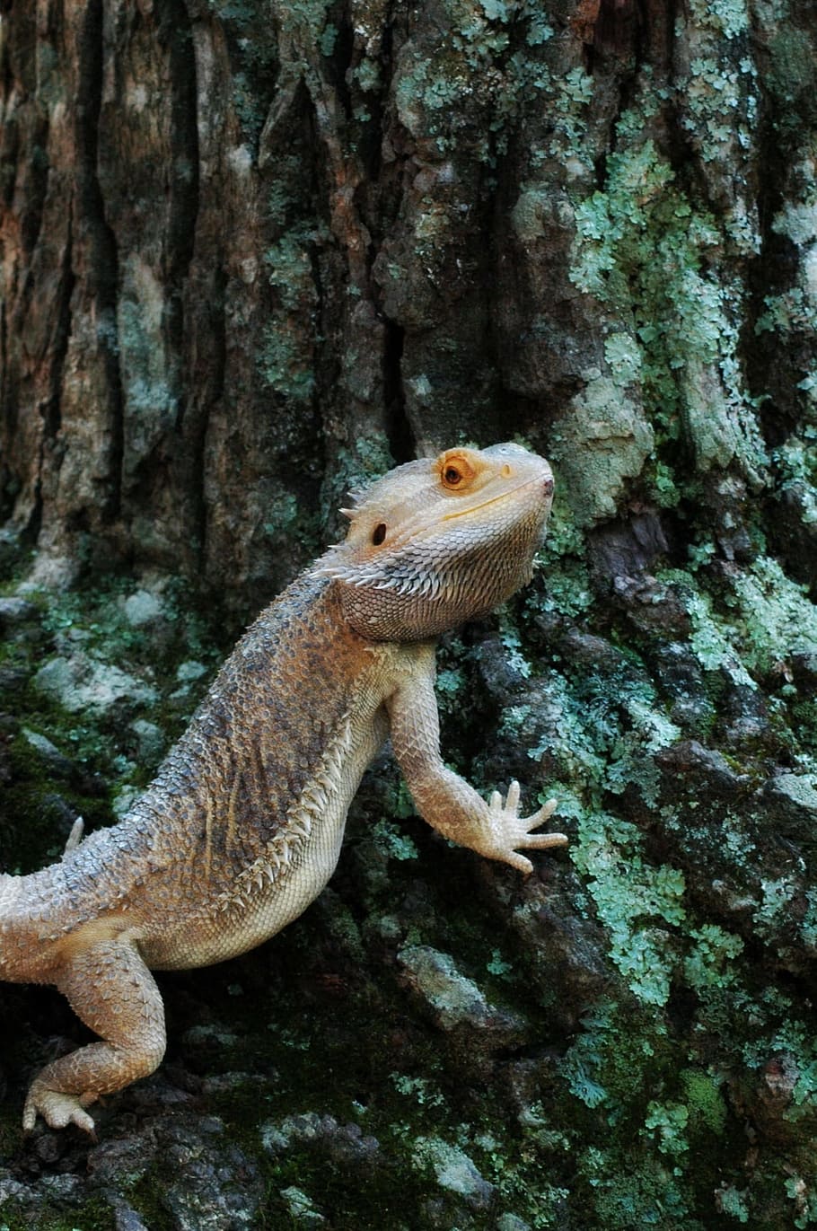Pets, Lizard, Bearded, Dragon, one animal, animal wildlife HD wallpaper