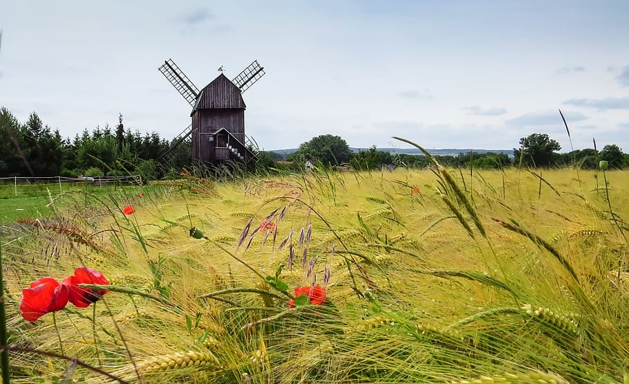 red petaled flowers surrounded by grass fields, windmill, windräder HD wallpaper