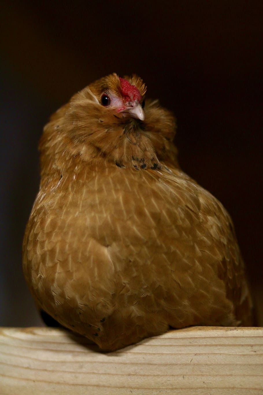 chicken, bar, sitting, animal themes, bird, one animal, vertebrate HD wallpaper