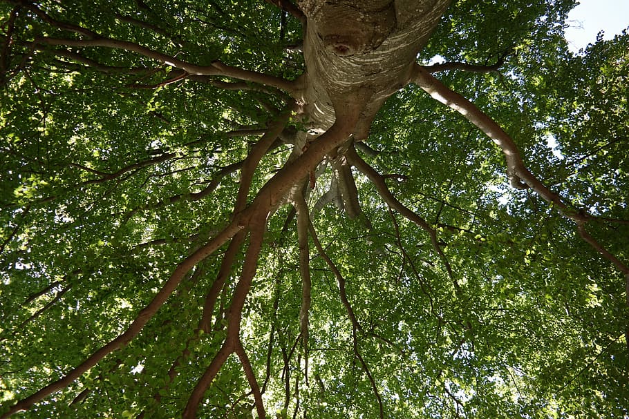 tree, forest giant, branches, old, nature, beech, plant, low angle view HD wallpaper