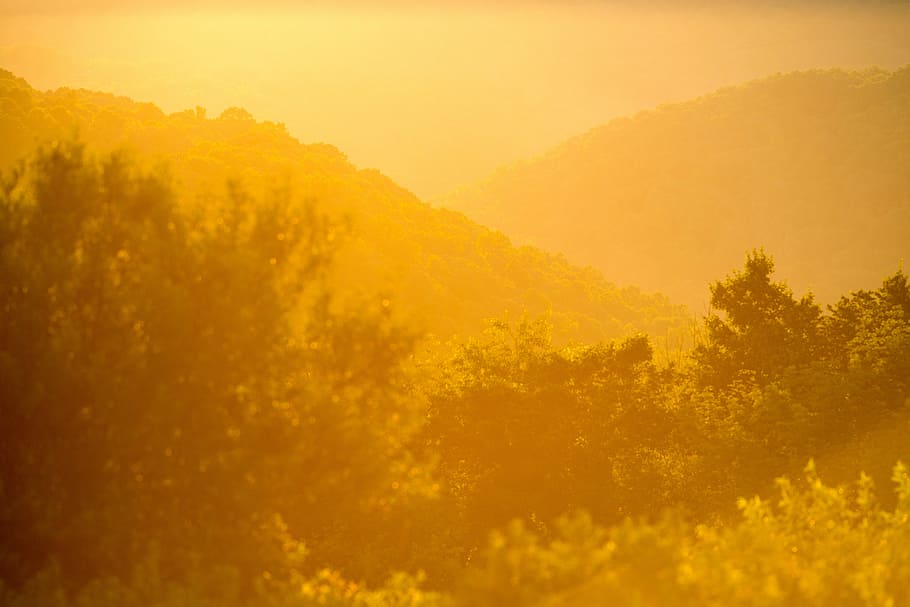sepia photo of trees during daytime, green leafed trees during golden hour HD wallpaper