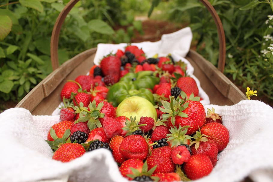 strawberry and cranberry fruits on the basket, strawberries HD wallpaper