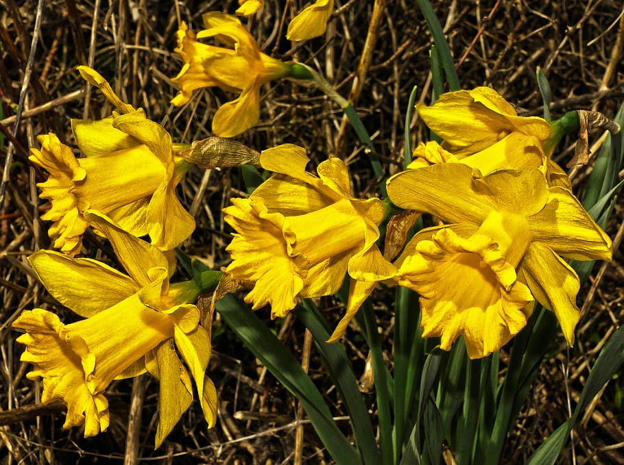 osterglocken, yellow daffodils, blossom, bloom, flower, spring HD wallpaper