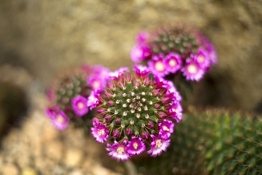 nature, cactus, plant, flower, flowering plant, freshness, beauty in nature HD wallpaper