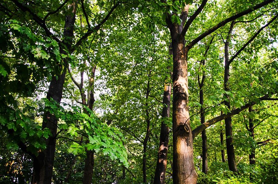 Forest, Tree, Nature, Wood, Leaf, Leaves, green color, woodland HD wallpaper