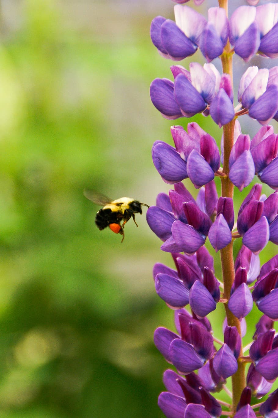 selective focus photography of yellow bee hovering in front of purple petaled flower HD wallpaper