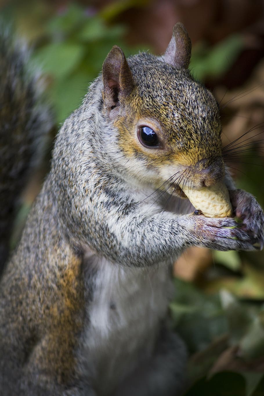 squirrel, park, peanut, autumn, animal wildlife, one animal HD wallpaper