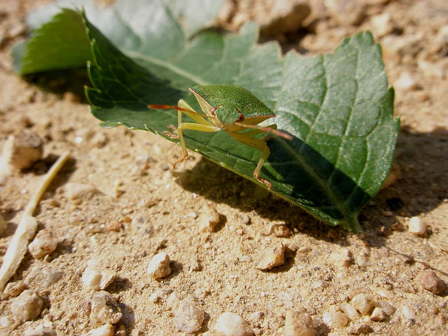 bug, insects, animals, green, animals in the wild, animal wildlife HD wallpaper