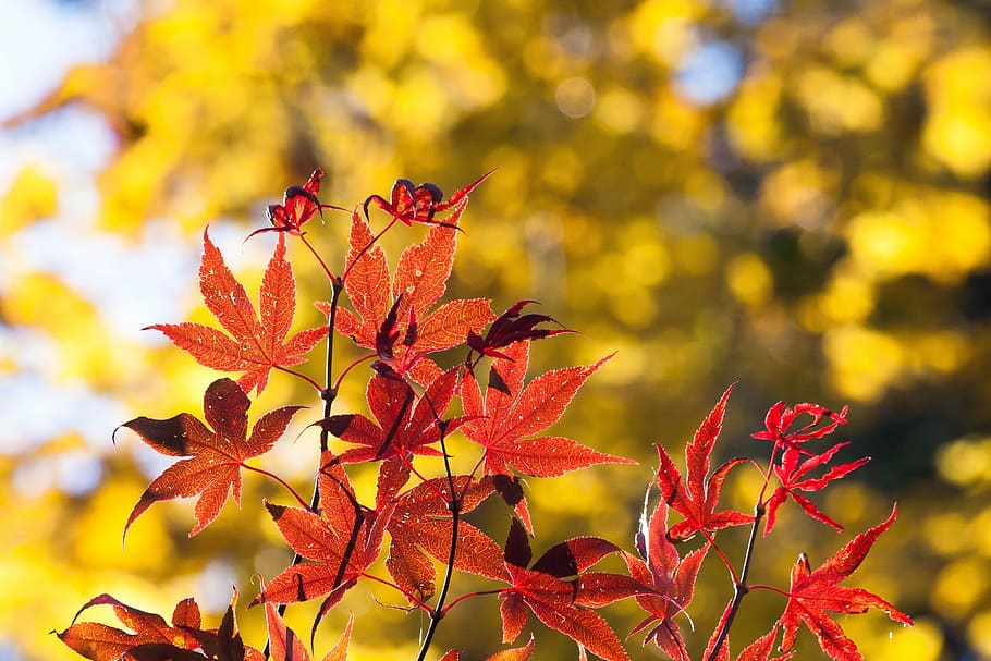maple, autumn, leaf, red, yellow, leaves, coloring, bright HD wallpaper