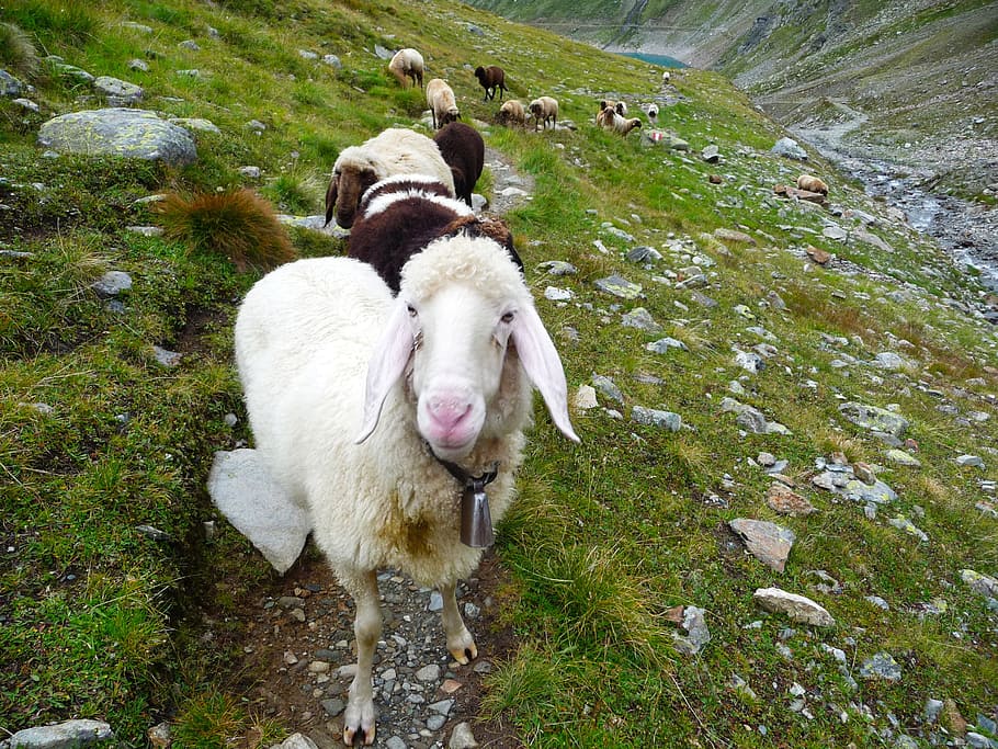 alps, sheep, austria, livestock, mammal, domestic animals, animal themes HD wallpaper