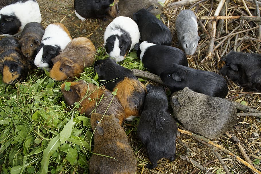 Guinea Pig, Mass, Quantitative, many, guinea pig breeding, small animals, HD wallpaper