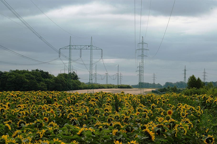 Electric nature. Красота природы в энергетике. ЛЭП В цветочном поле. Тепловая энергия картинки. Подсолнух в перспективе.