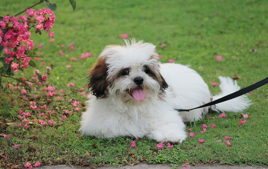 sitting adult white and brown shih tzu with black leash on green grass