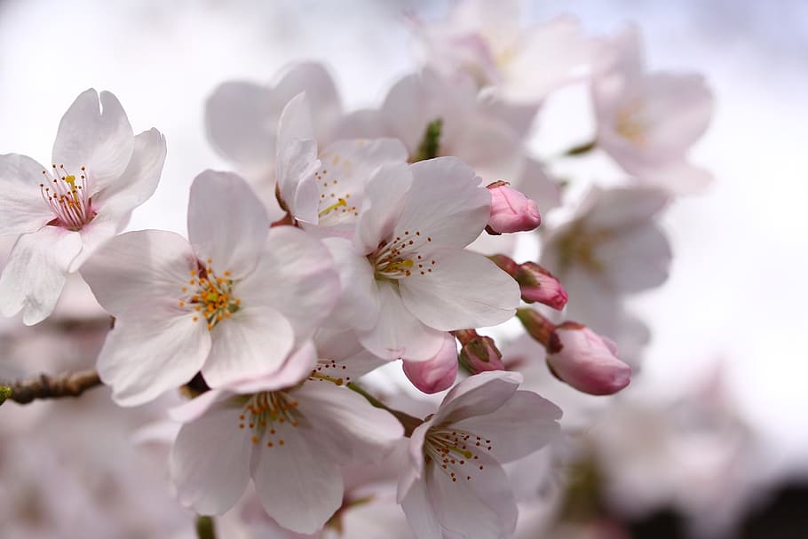 Download Refreshing and Elegant  Japanese Cherry Blossom Art Wallpaper   Wallpaperscom